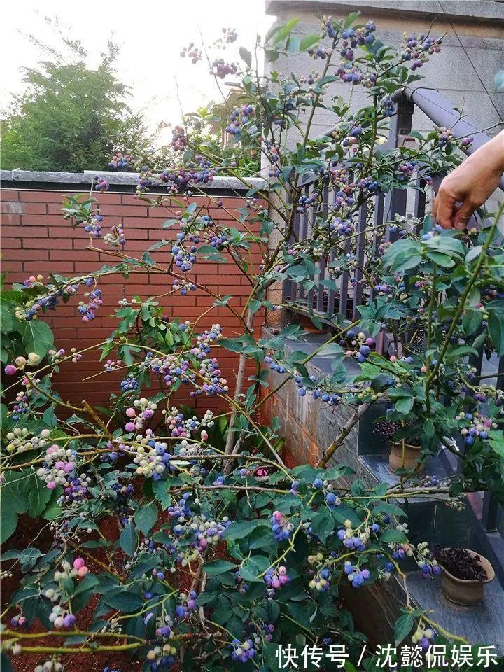 枝条|大粗杆插土里,7天生根,当年结果压弯枝,不用买水果了!