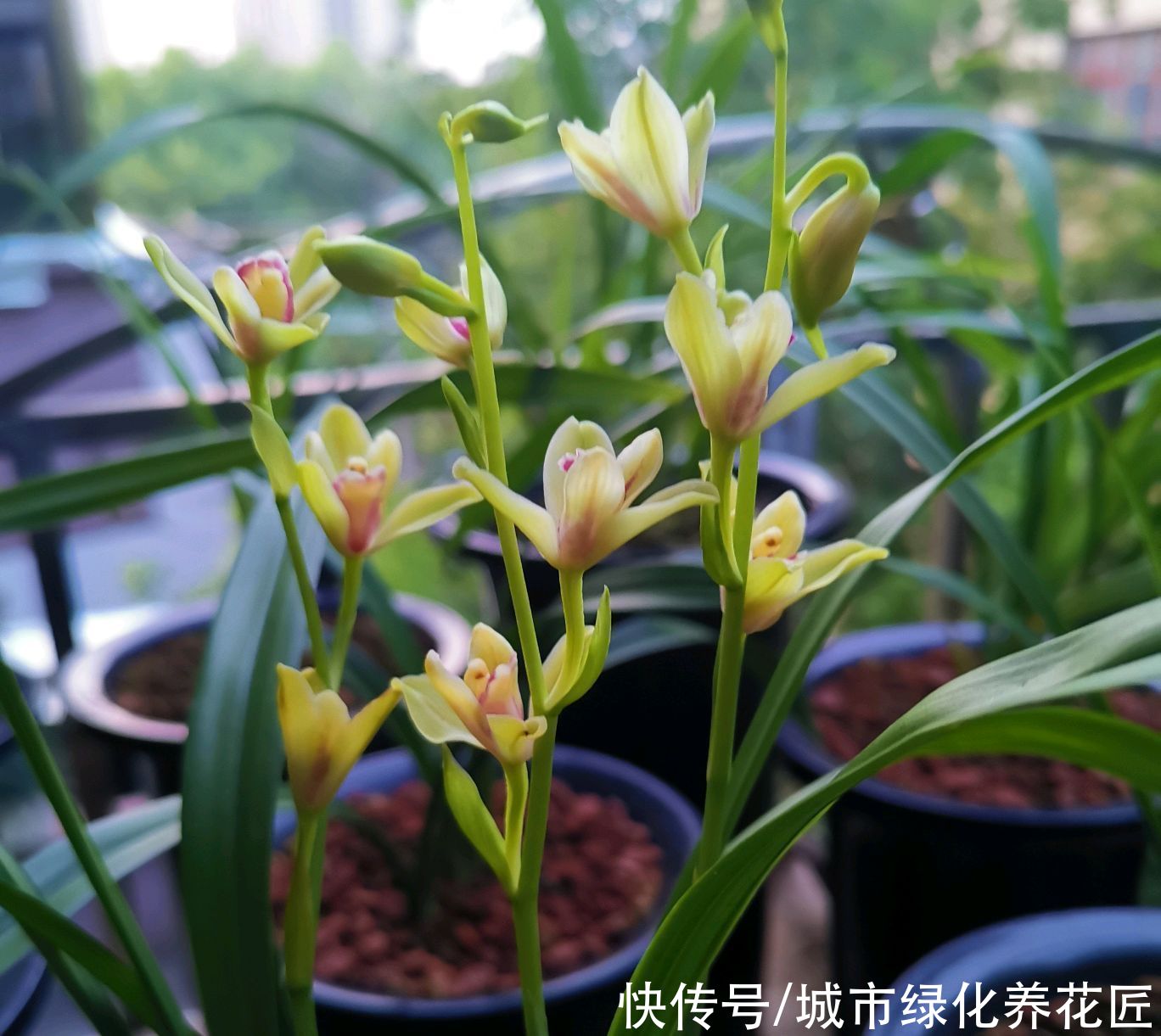 新芽|兰花的粗壮根为什么往天上长而不是往盆底扎？