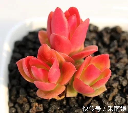 20款适合新手养的多肉,就算是养花杀手,也能养得又胖又美!