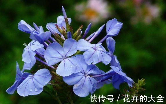 太阳|农历7月7号起,最适合养这些花,花朵小巧玲珑,太阳越晒开花越多
