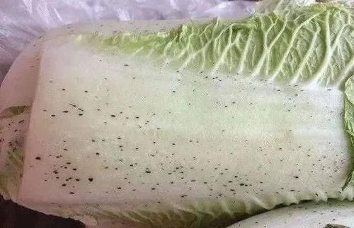  大白菜上的“小黑点”是什么？能不能吃？多年的疑问解开了…