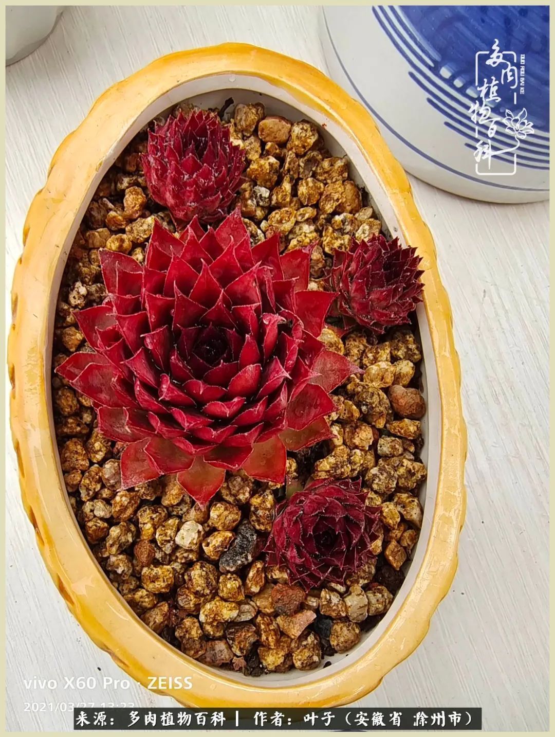 多肉相伴的美好时光，对多肉已是痴迷入骨！