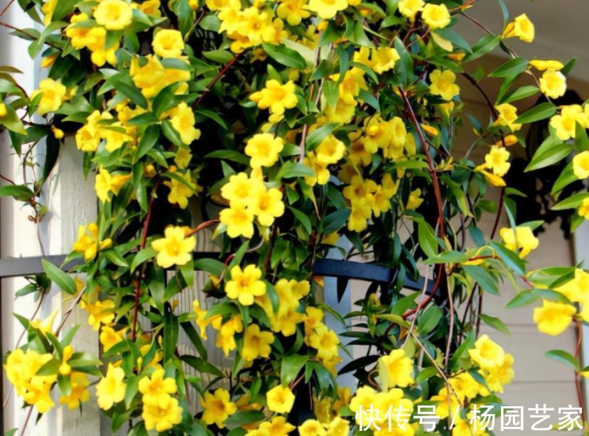 秋天养花怕出现“空盆”？做好4件事，植株有精神，枝叶绿