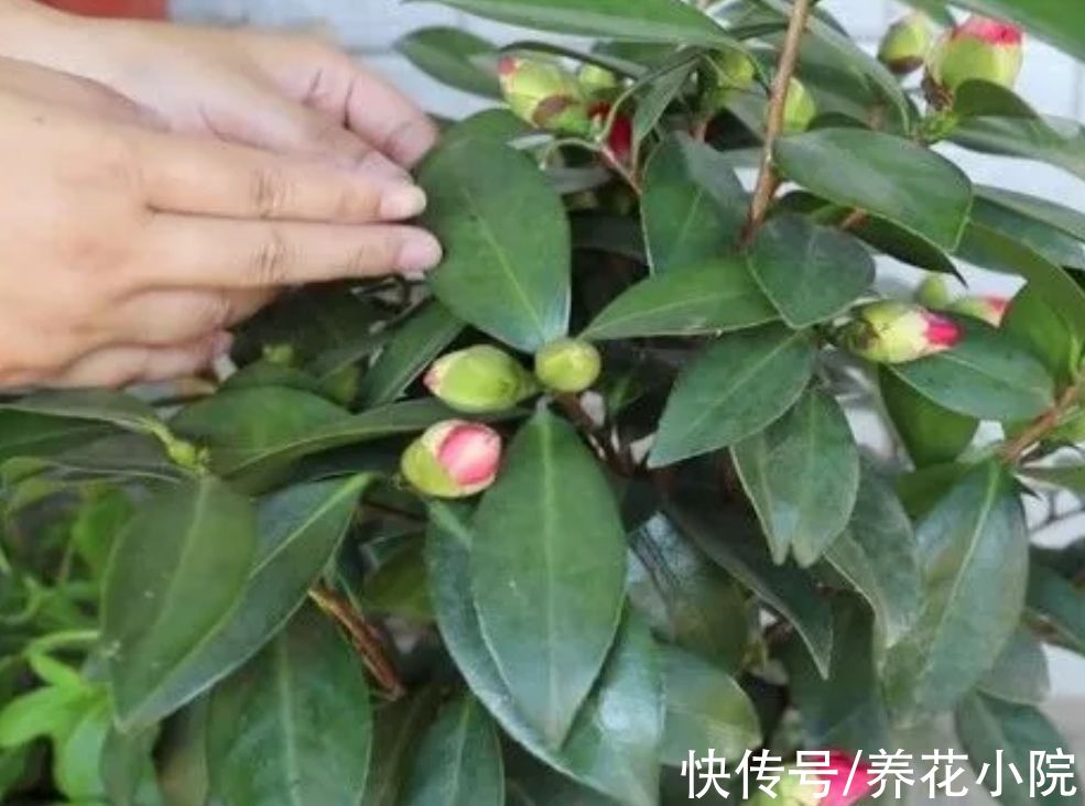 酸性|茶花不好养？掌握5个“技巧”，就能养得花繁叶茂