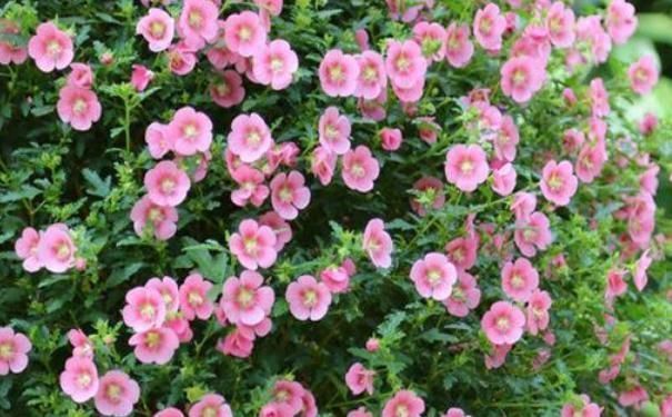 3种漂亮花,家里养一盆最合适,一开就是300多天,开花漂亮花期长