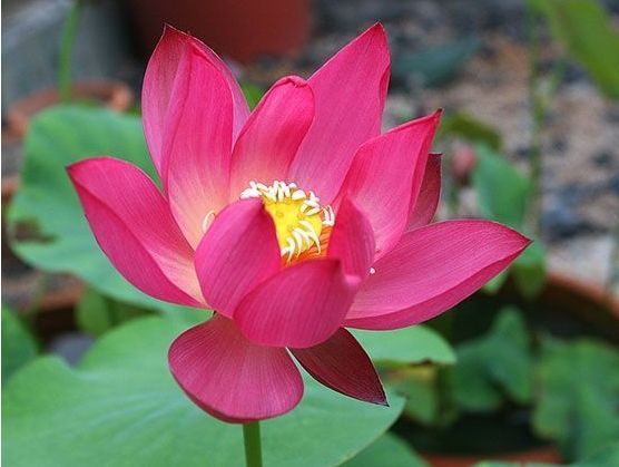 几种花养家里，福旺运旺财更旺，不用费心，就能长的特别好