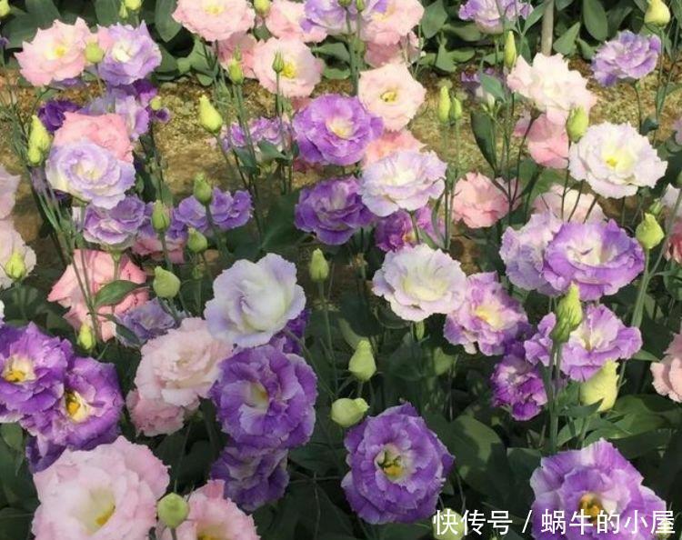 这几款小花，便宜又好养，浇水就疯长，开花爆盆很容易