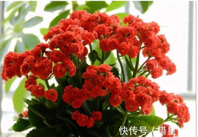 懒人养花就选它，一年四季都在开，掐个叶子插盆里很快就能活！