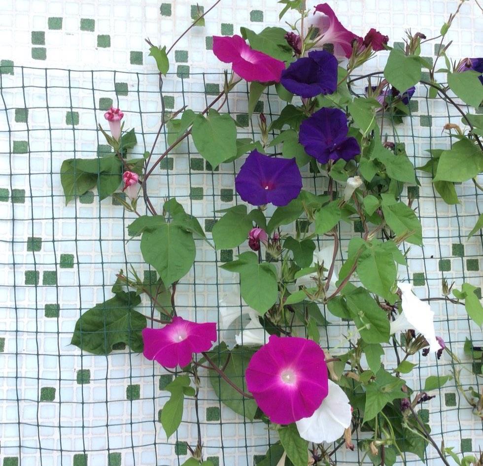 牵牛花|很容易养活繁殖的3种“漂亮花”,长得到处都是,开花也挺多的