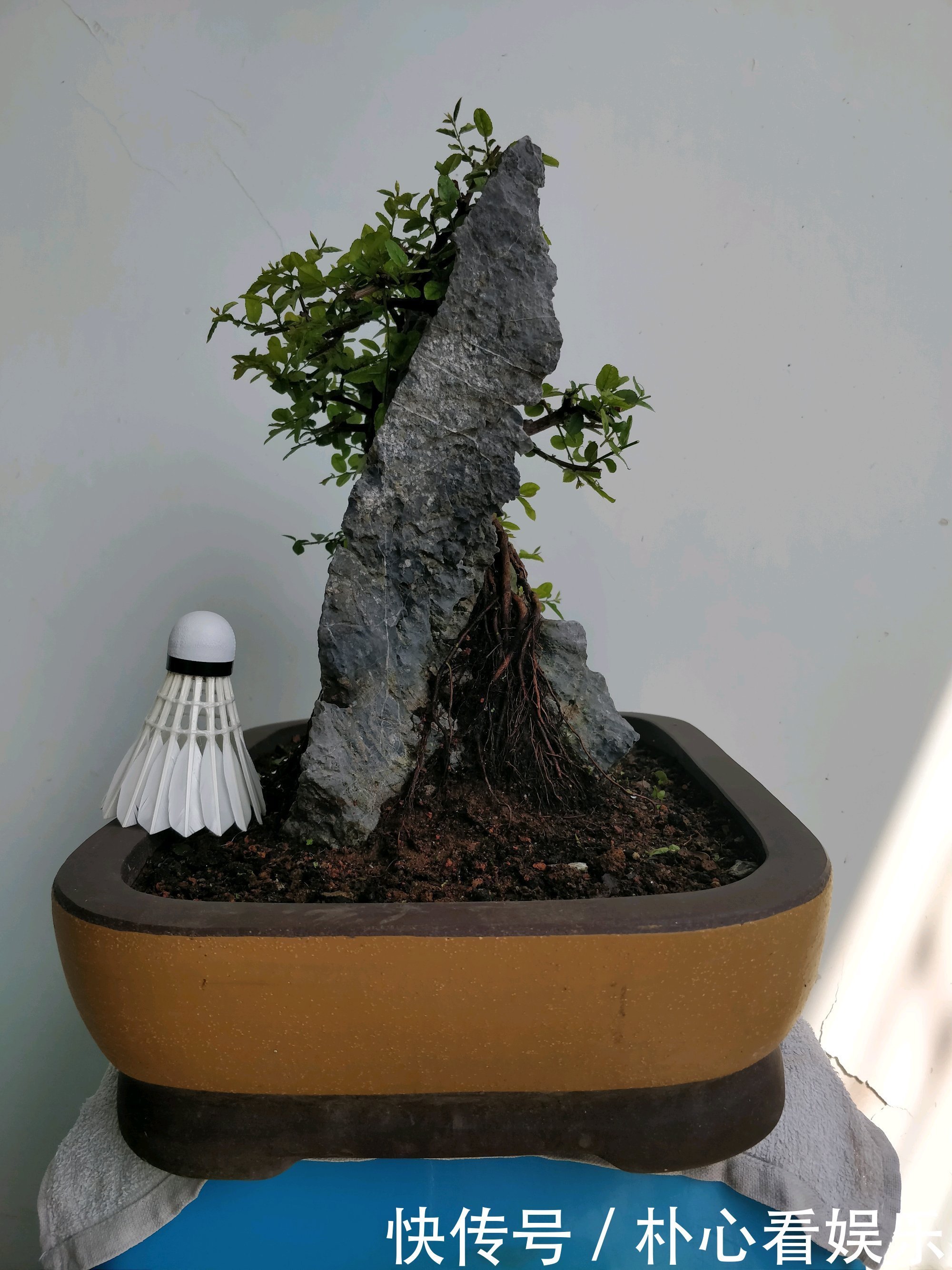 用力过猛|乱糟糟的雀梅盆景没眼看种上石头以后，颜值瞬间爆表