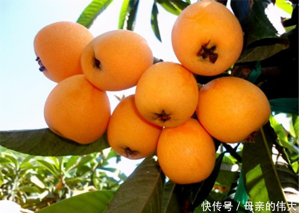 红肉苹果|人到中年想长寿,要坚持吃3种食物,美容养颜,防止皮肤衰老