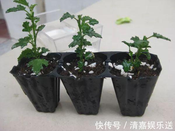 泡水|3种枝条泡水里,10天长根,一次开花100朵,水培成活率更高!
