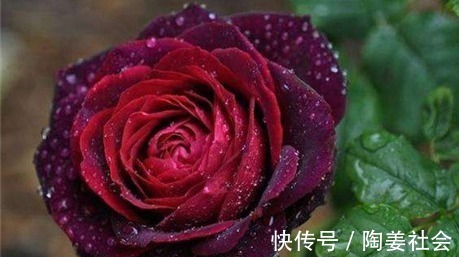 喜欢菊花,不如试试“精品玫瑰”路易十四,高贵典雅,羡煞旁人!