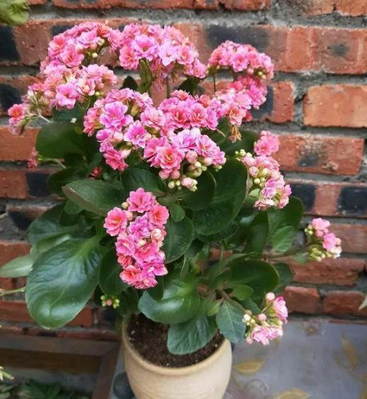 盆栽养殖长寿花，花谢就修剪、施肥，等一个月又能催花了