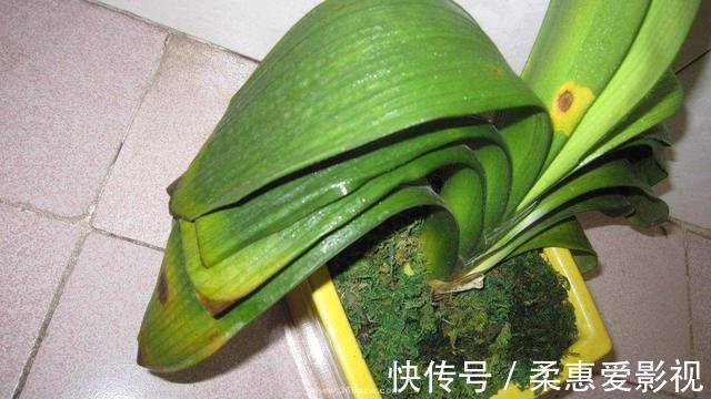 君子兰有“6怕”,难怪总是养不好,新手规避