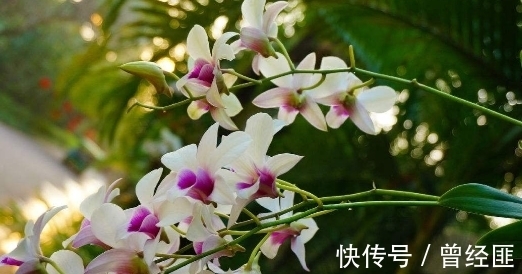 盆栽石斛兰怎么养?养护记住以下3点,花朵清新优雅,花期来得快