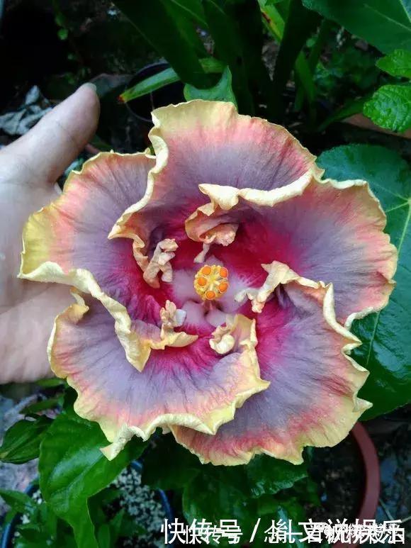 扶桑|1种花一开就是300多天，好养又漂亮，新手懒人都能养！