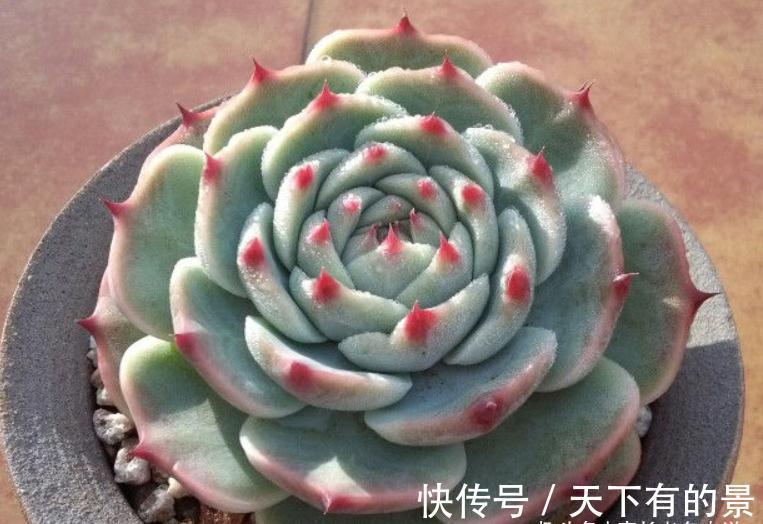 叶展|多肉吉娃娃株型小巧,单头最多10厘米左右,想翻盆秋天正是时候