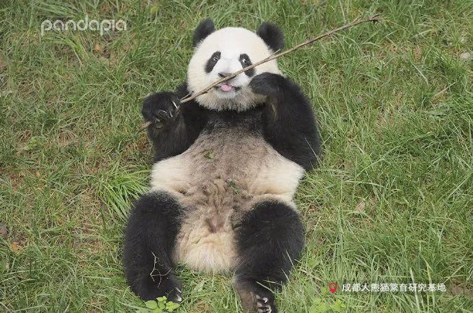  小龙女|当大熊猫遇上《神雕侠侣》