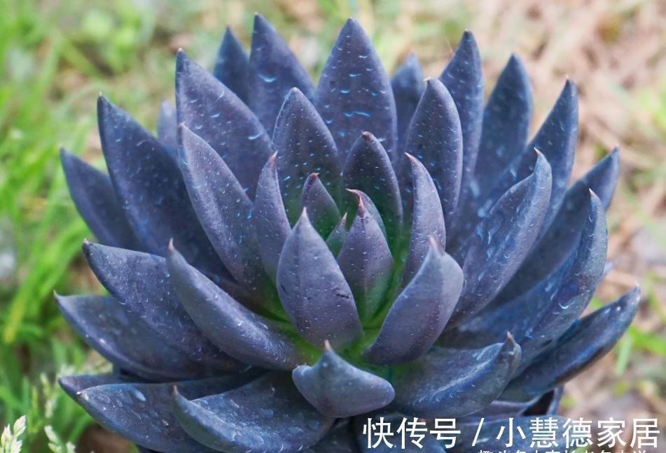 黑夜|多肉古紫颜色黑到没朋友，养好之后又酷又飒，宛若黑夜里的骑士