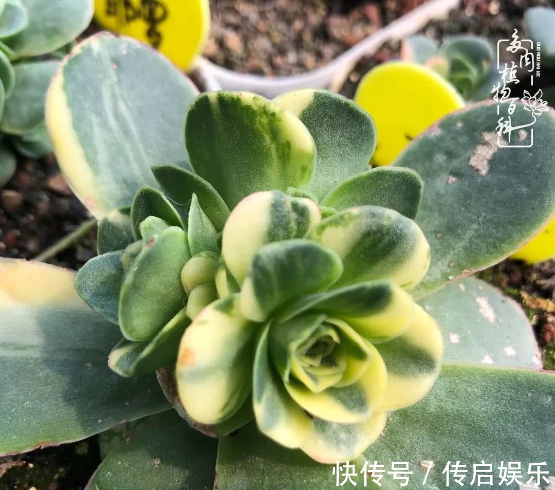 知识|科普“山地玫瑰锦”万中无一,仙气缭绕!附养护知识!