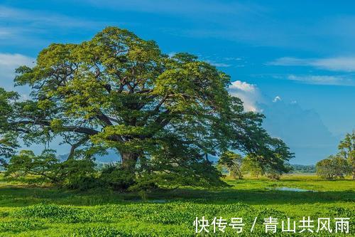 性格|脾气很好，性格好，能和他们相处真的很舒服的生肖