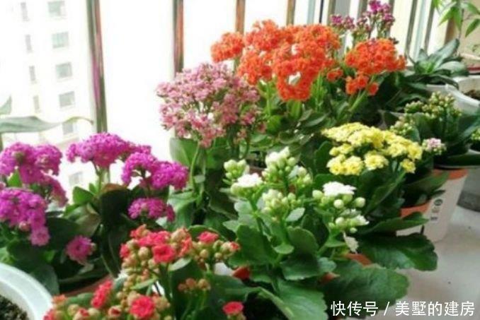 谁见了都喜欢的3种花,好养又漂亮,美不胜收,你养了吗