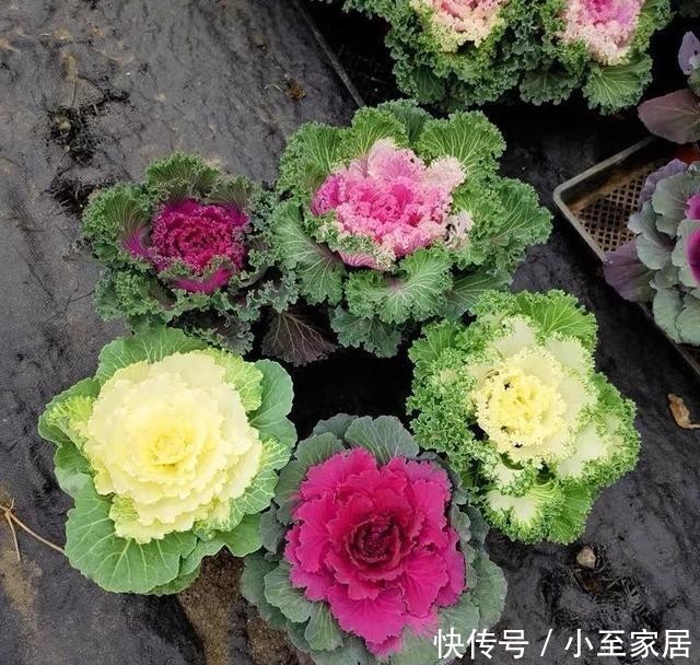 观赏价值|适合冬天养的12种花,家里养几盆,生机盎然,美如仙境!