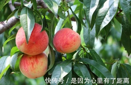 健康|叮嘱家人夏天吃桃子要注意,必须避开这几点,才健康又安全