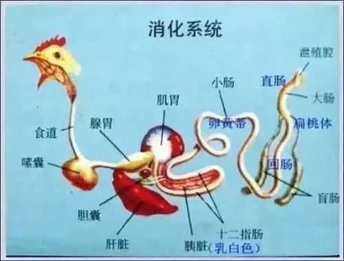 鸡身上一个鲜为人知的部位，只有在四川火锅的菜单里才能见到