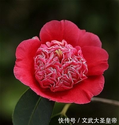 盘点世界上那些奇花异草,能认识3种就算是见多识广了!(一)