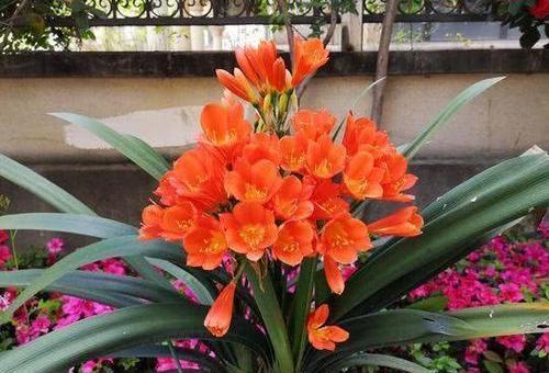 阿司匹林|花儿根系长不好?可以喂点“壮根水”,15天用一次,长出萝卜根