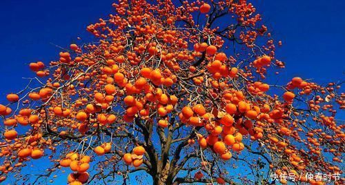 一个柿子相当于十副药?吃柿子的这些注意事项,你都了解清楚了吗