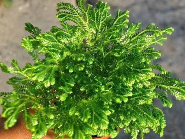 野外碰见这种“草”,挖回家做盆景,人称“还魂草”很值钱