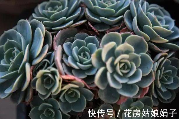 养多肉不爆“头”?“掰叶法”来帮忙,叶片掰一掰,叶下长满新头