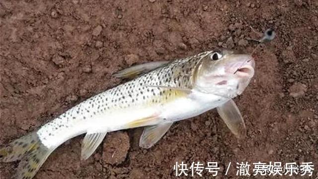 水域|江西吉安的野河中发现罕见的花骨鱼,为何极少有人钓到它?