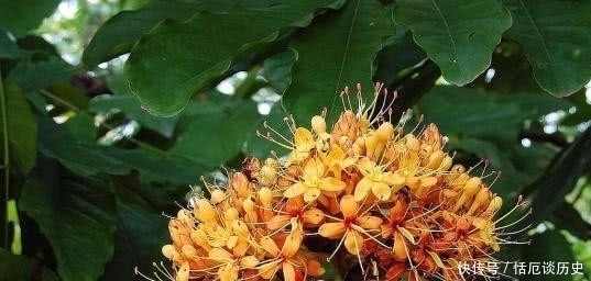 小诗#苏轼饶有趣味的一首小诗,却是存在着争议,认为作者另有其人!