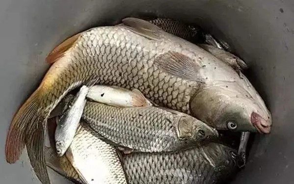 老钓手分享:这款中药酒饵料通杀鲫鲤,冬季使用也不怕空军
