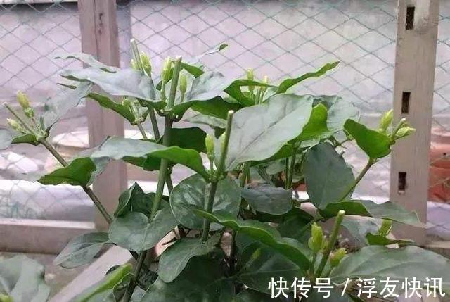 茉莉花最爱3种“肥料”,家中就有,浇一点,花大芳香、开爆盆!