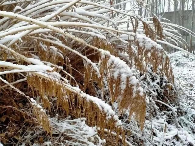 春雪初霁，唯美鄚州！