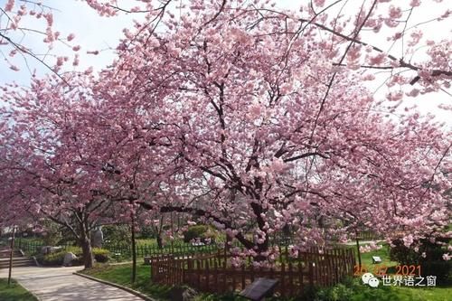 老年|花红柳绿春意闹 游人踏青赏花忙