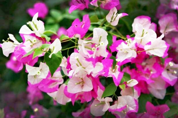 喜欢三角梅，不如养“珍品”金心双色，心如金丝，开花爆盆成花树