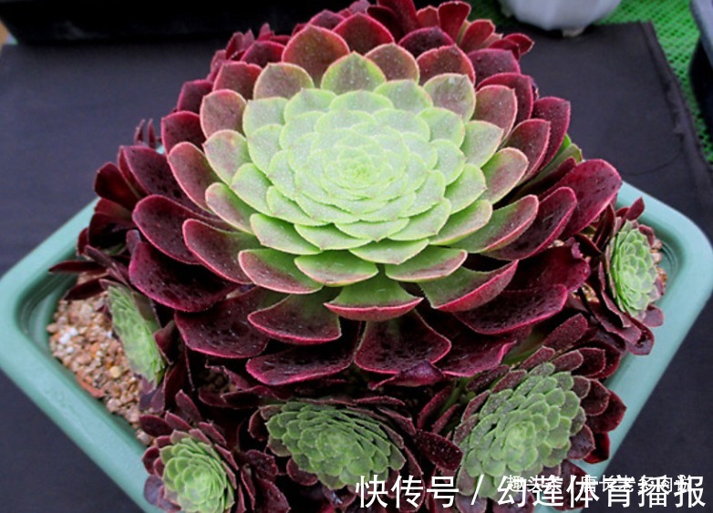 多肉嘉年华法师平常十分低调,但养出状态后它的颜值不输任何多肉