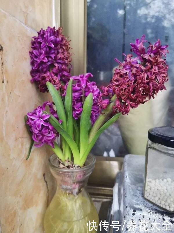  精力|4种“一次性”花卉，开完就赶紧扔掉，浪费精力也不再开花