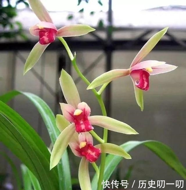 列入|这“三种花”不能养,已被列入“养殖黑名单”,别再傻傻当作宝