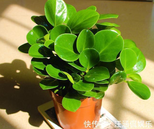 电脑宝贝|“电脑宝贝”豆瓣绿,比绿萝还好养,做好5点,肥厚紧凑,防辐射