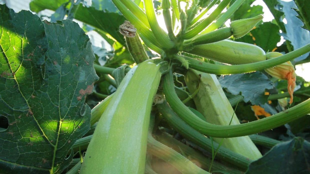 花花|不用熟透就能吃,种阳台上不用管,一年不用买菜!