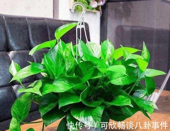 浇花草|还在傻乎乎的用这两种肥水浇花?“喂猪”都不配,浇一盆烂一盆