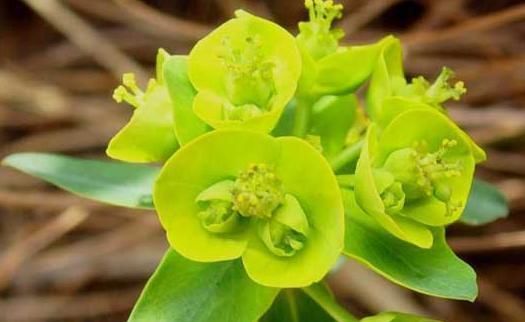 草药|路边碰见“猫眼草”,一定要拔回家,在医院却是珍贵名草药