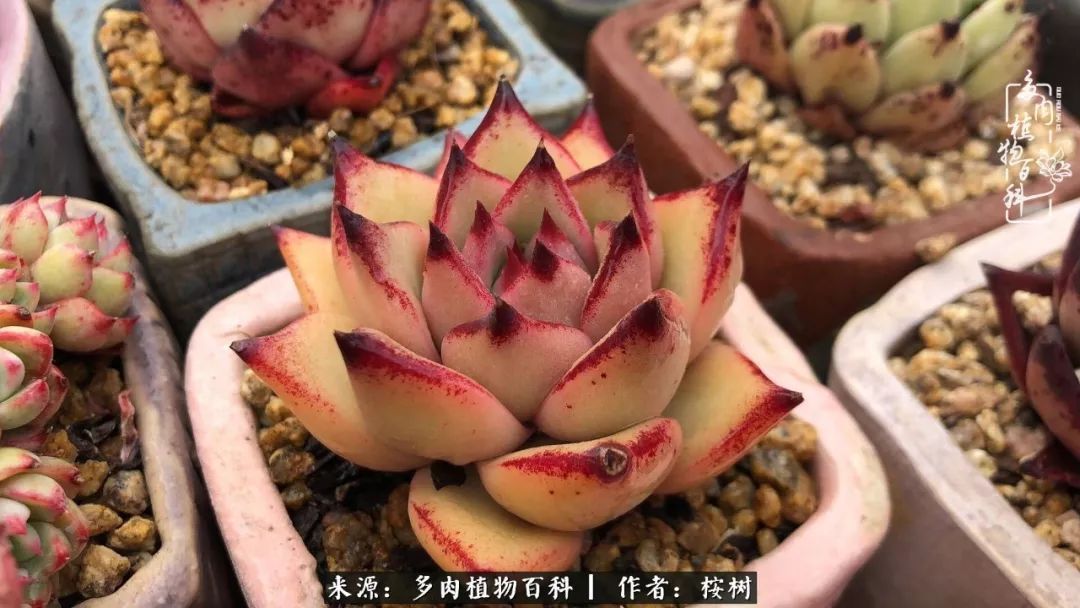 多肉度夏经验谈四季皆露养,兢兢业业养肉三年半!